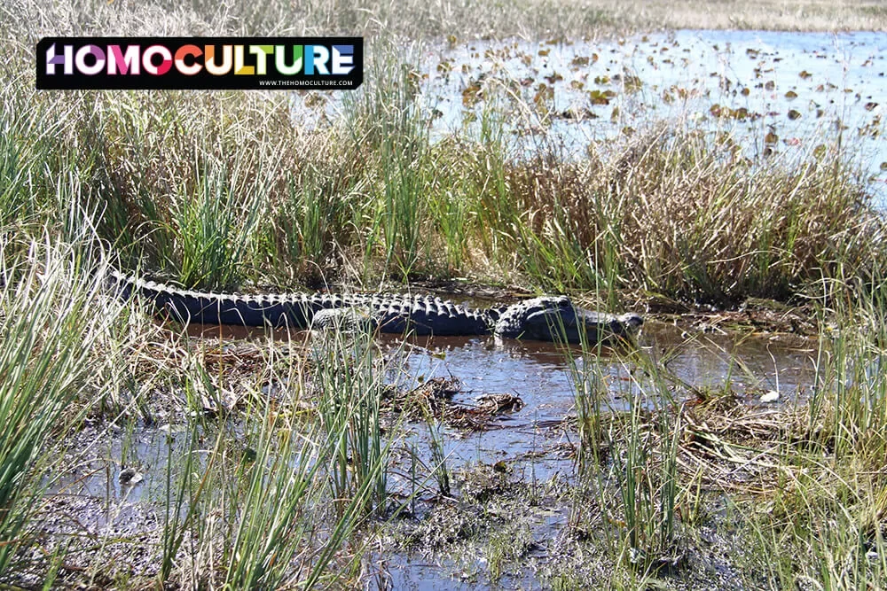 An aligator in the Florida Everglades, seen from Tigertail Air Boat Tours in Miami, Florida. 