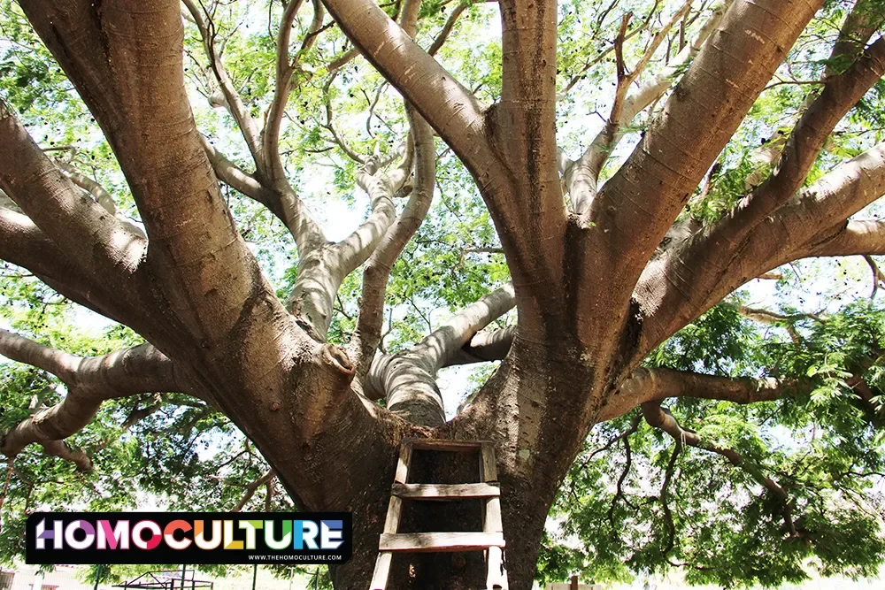 A ladder leads up to a gigantic tree in Coapan, Mexico. 