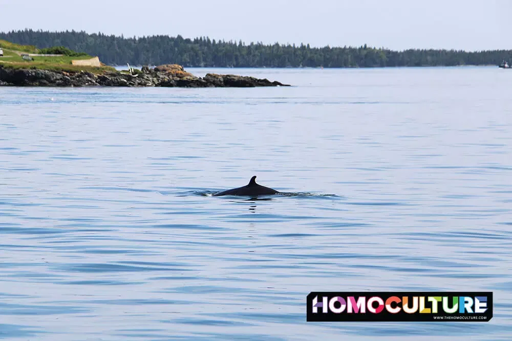 A minke whale breaches in the Bay of Fundy off the coast of St Andrews by the Sea in New Brunswick, Canada. 