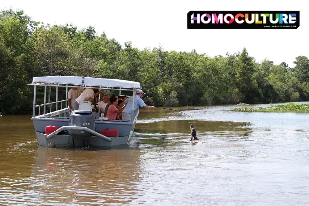 A boat full of people on a swamp tour in New Orleans getting a close-up view of an alligator. 