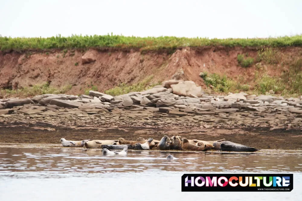 A group of seals resting on the shore of an island just off of Charlottetown, PEI. 