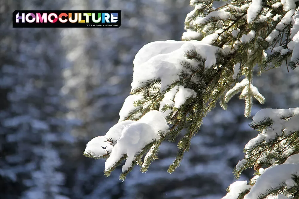 Snow on a pine tree branch.