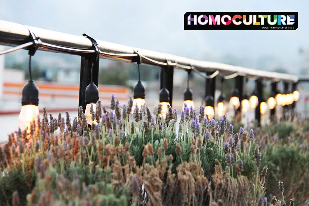 Lavender on the rooftop patio at the Hotel Nukari. 