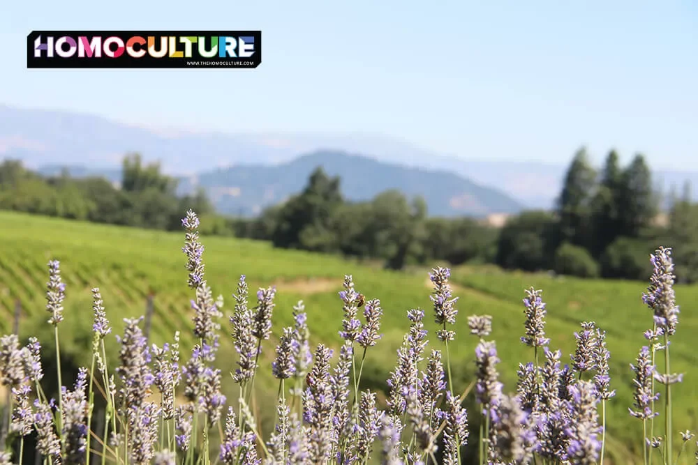 Lavender blooming at a Sonoma Valley vineyard.