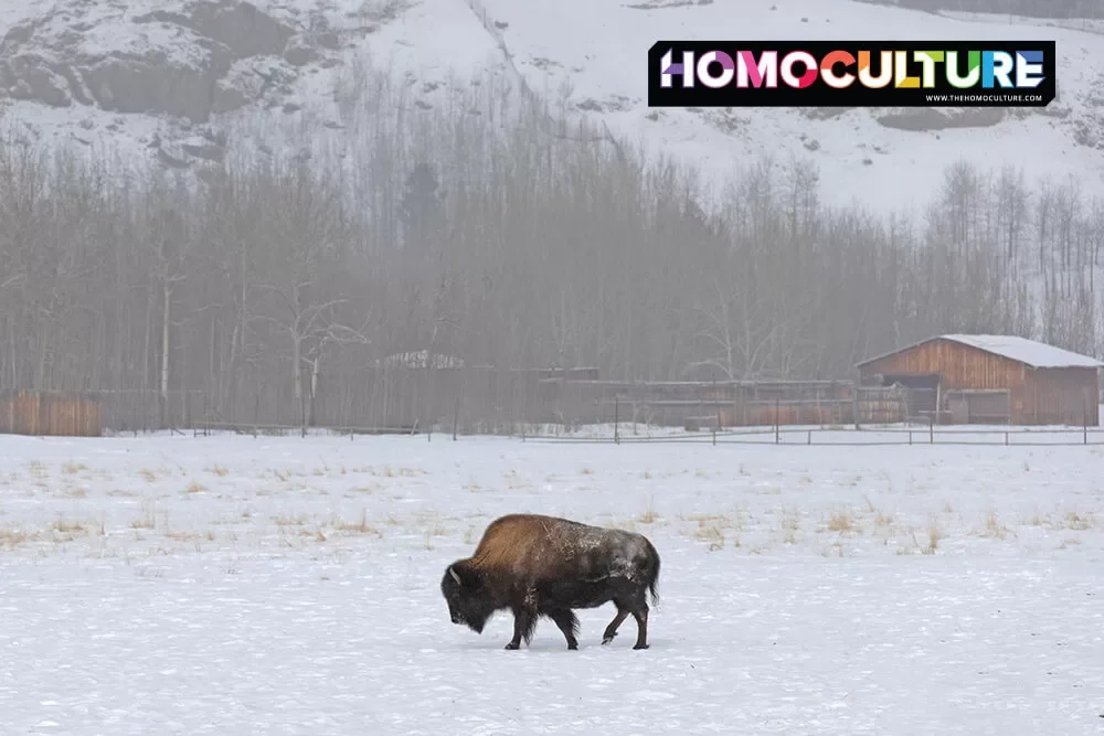 A bison on a winter day at the Yukon Wildlife Preserve. 