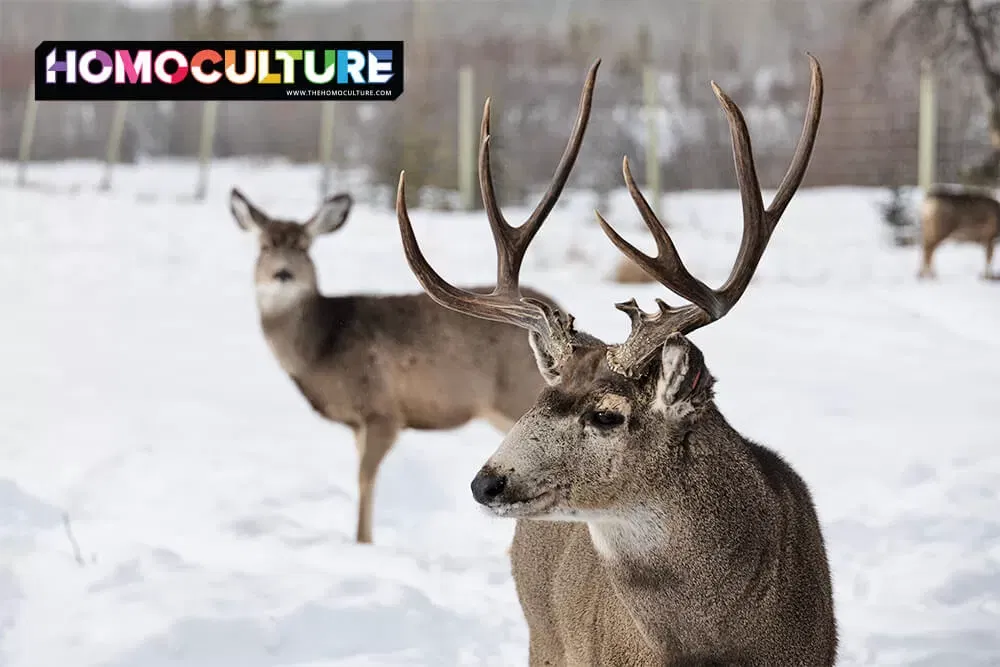 A heard of deer at the Yukon Wildlife Preserve. 