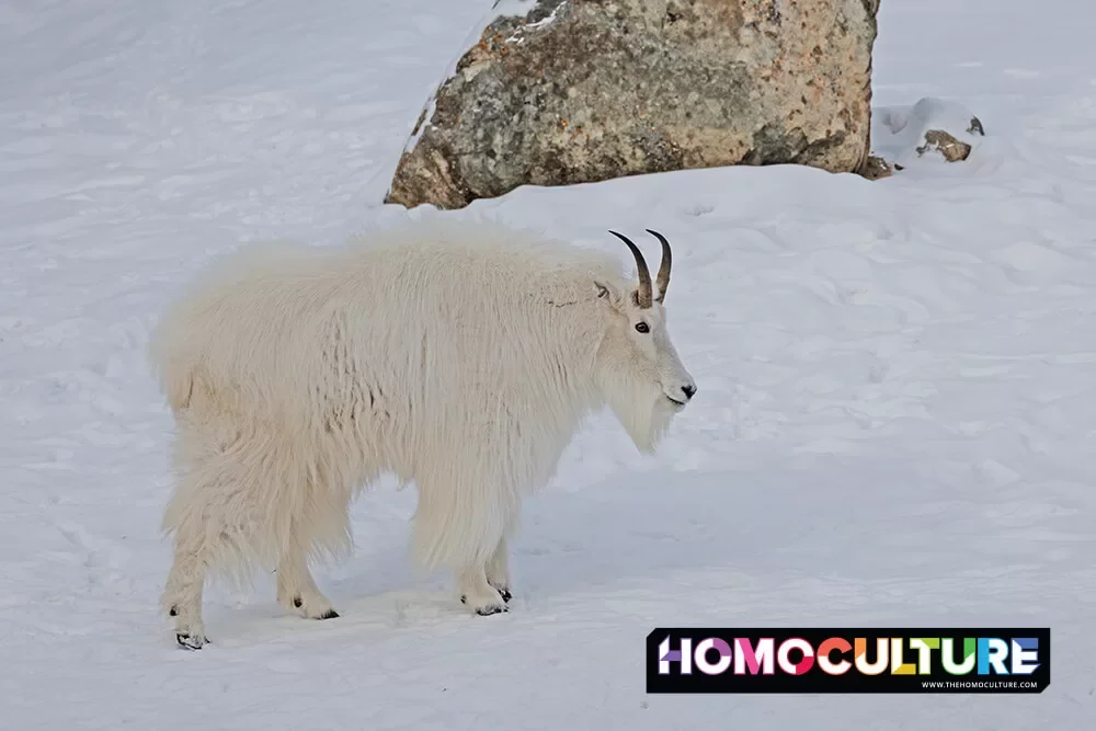 A mountain goat the Yukon Wildlife Preserve. 