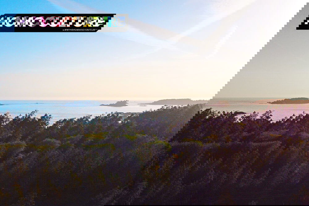 Aerial view of the Tofino coastline at sunset, with forested treetops in the foreground and small offshore islands visible in the Pacific Ocean under a soft pastel sky.