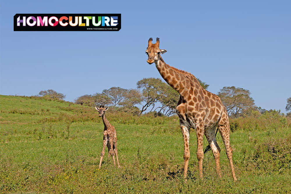 Adult and baby giraffe standing in open grassland under clear blue skies at Phezulu Safari Park near Durban.