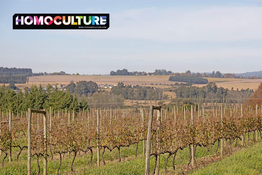 Rows of grapevines in the vineyard at Highgate Wine Estate near Durban, South Africa, with rolling hills, pine trees, and farmland in the distance under a clear sky.