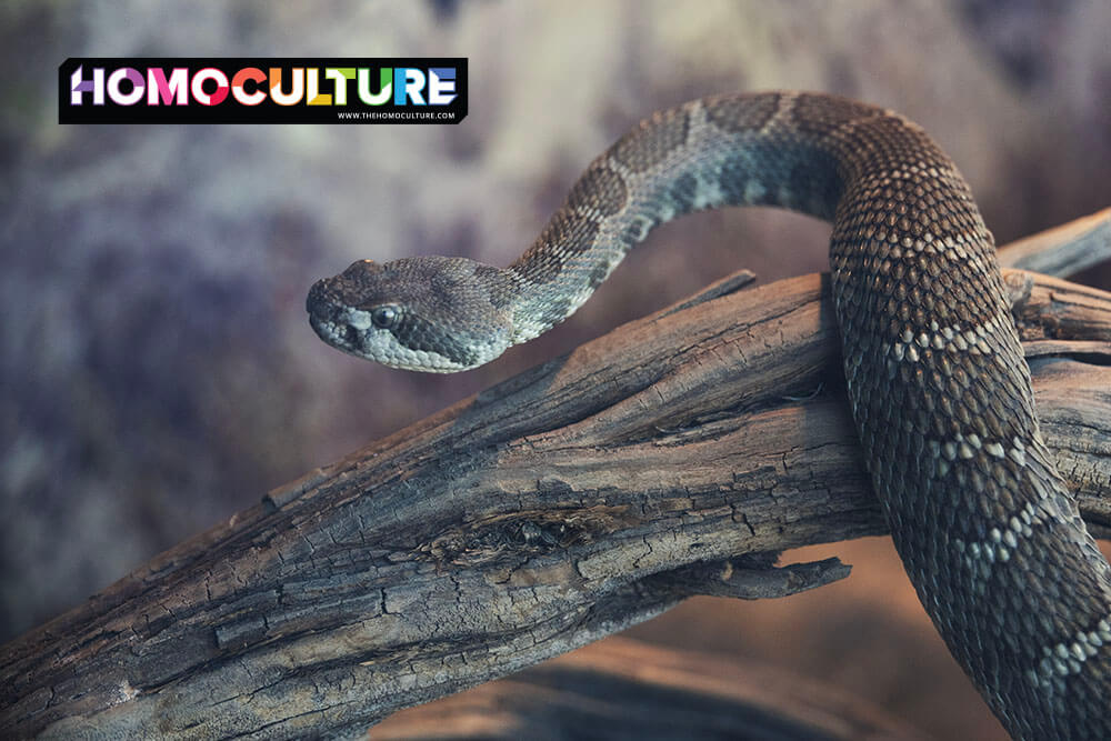 Snakes in the Scene: Why Toxic Gays Are Ruining the Party